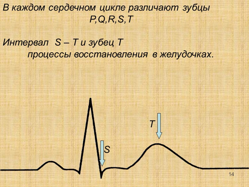 14 В каждом сердечном цикле различают зубцы  P,Q,R,S,T  Интервал  S –